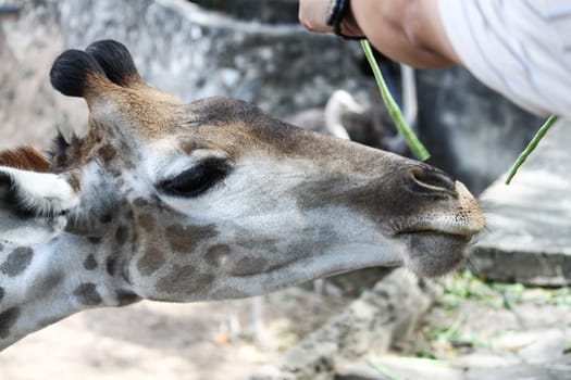 Feeding Giraffes