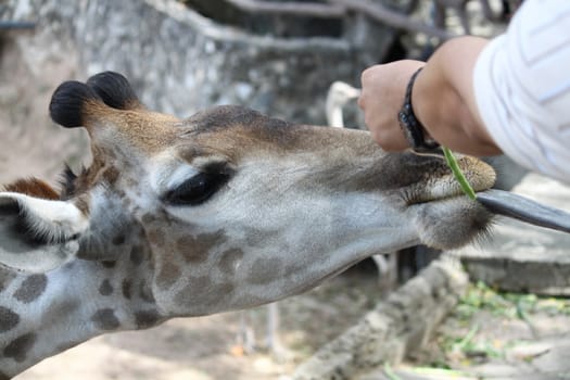 Feeding Giraffes