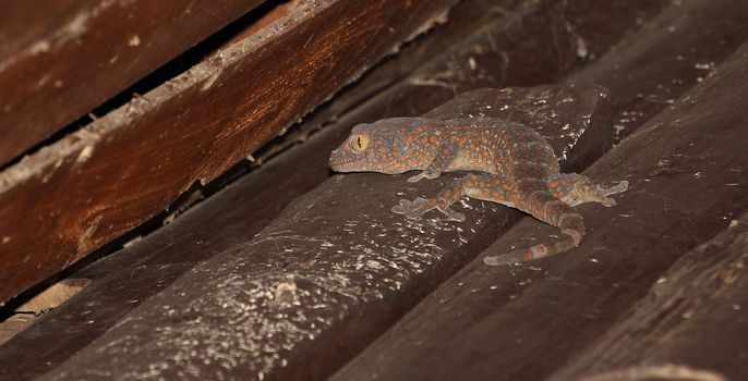 gecko on wood home