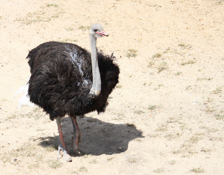 ostrich