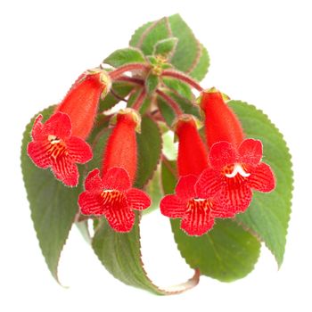 Red flowers (Kohleria Rongo) isolated on white