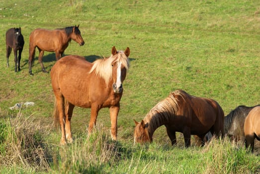 Herd of horses on the field with green grass