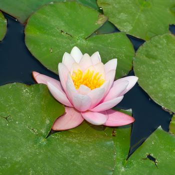 Water lily (Nymphaea alba) in the pond