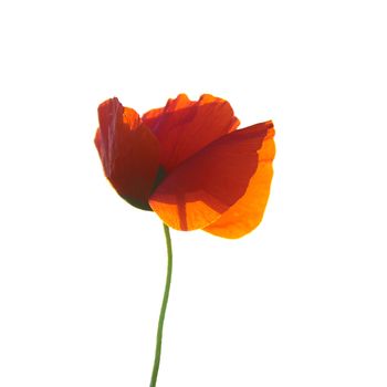 Beautiful red poppie isolated on white background