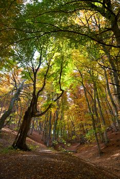 Autumn forest in the warm sunny day