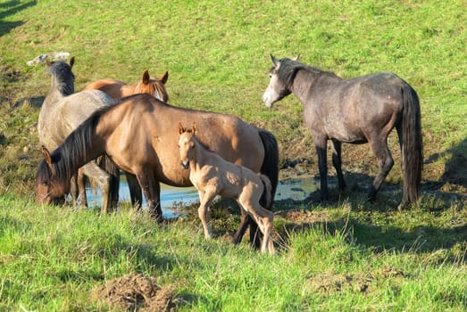 Herd of horses on the field with green grass