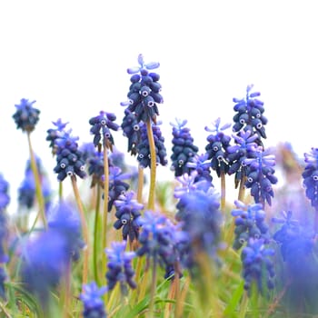 Blue flowers Hyacinths on the green grass