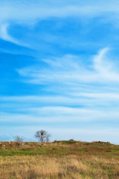 Landscape with a tree, field and blue sky.