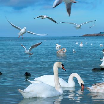 Swans on the lake with blue water background