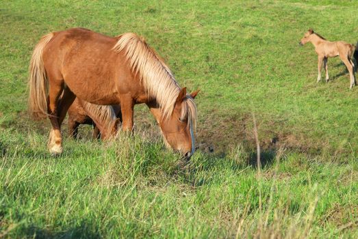 Herd of horses on the field with green grass