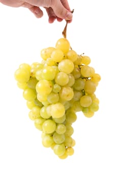 Hand holding bunch of grapes isolated on white