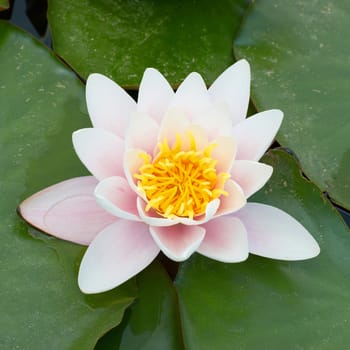 Water lily (Nymphaea alba) in the pond