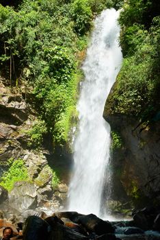 Waterfall in the forest surrounded by green trees