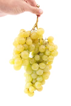 Hand holding bunch of grapes isolated on white