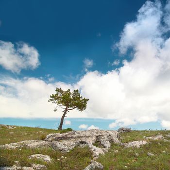 Lonely tree on the field with blue sky