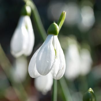 Snowdrops- spring white flowers with soft background