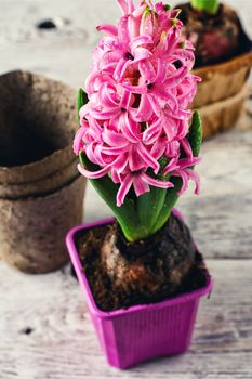 Germinating flowering pink hyacinth on bright background.Photo tinted.