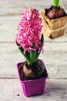 Germinating flowering pink hyacinth on bright background.Photo tinted.