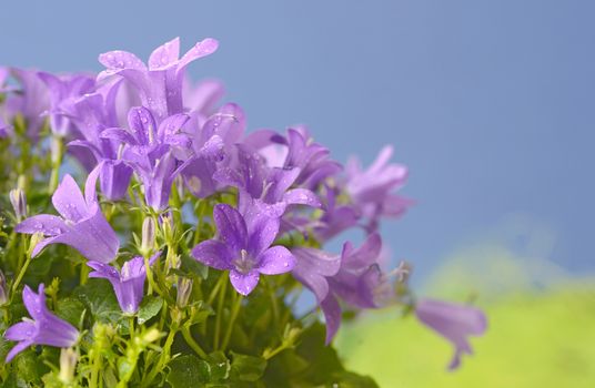 Spring flower bush Dalmatian bellflower (Campanula portenschlagiana)
