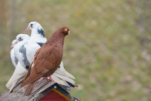 The Oriental Roller pigeon and pigeons