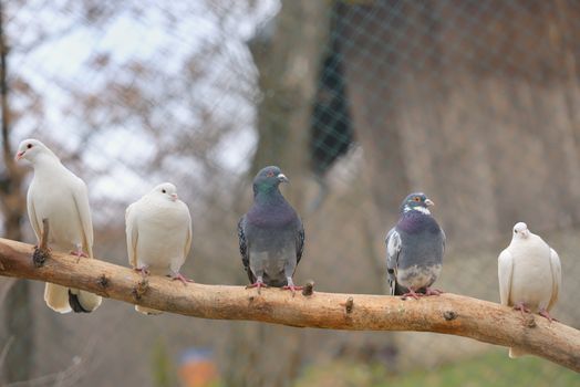 pigeon sit on a tree branch