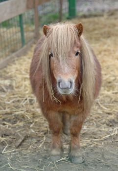 Dwarf Horse pony in stable