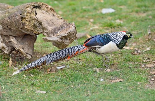  Golden Pheasant or Chinese Pheasant in garden