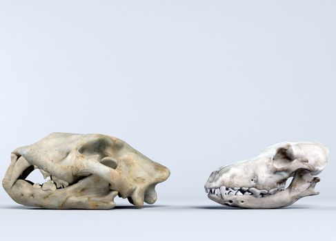 3d rendering of two dinosaur skulls on white background