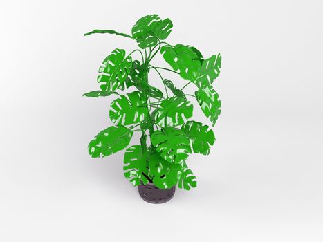 3d isolated house plant inside a white stage