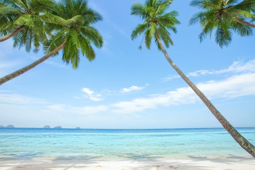 View of nice tropical  beach  with some palms around