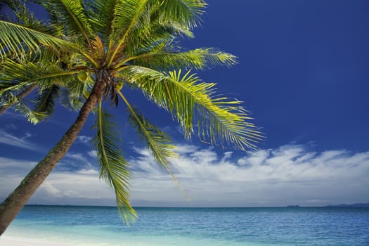 View of nice tropical  beach  with some palms around