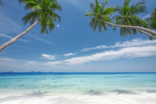 View of nice tropical  beach  with some palms around