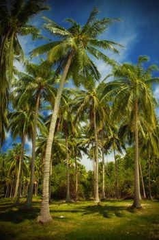 fragment like view of nice exotic tropic forest