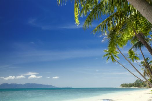 View of nice tropical  beach  with some palms around