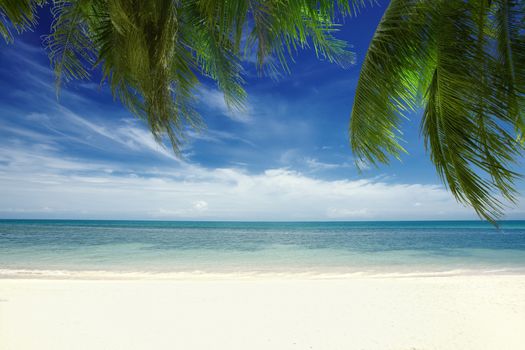 View of nice tropical  beach  with some palms around