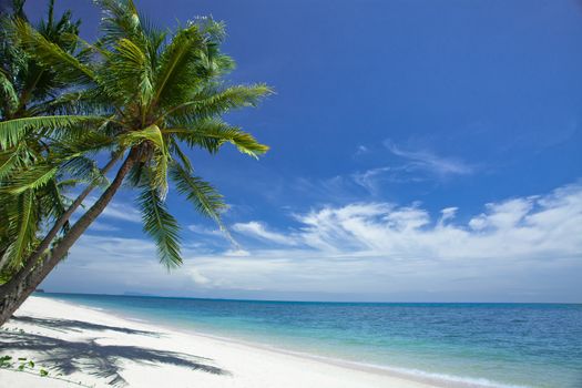 View of nice tropical  beach  with some palms around