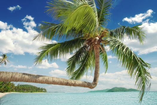 View of nice tropical  beach  with some palms around