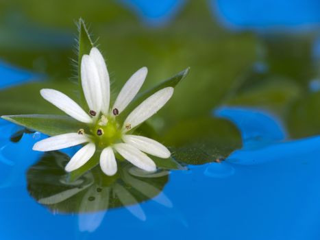 Close up of beautiful white flower is reflected in the blue water