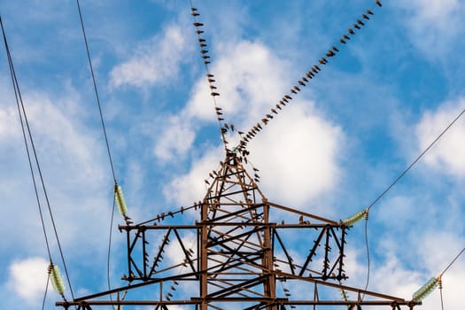 birds on a support of the power line on blue sky background