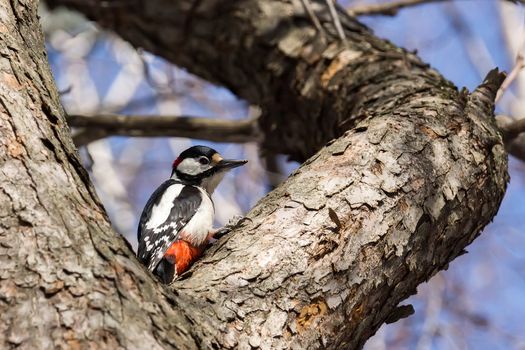 The photo depicts a woodpecker on a tree