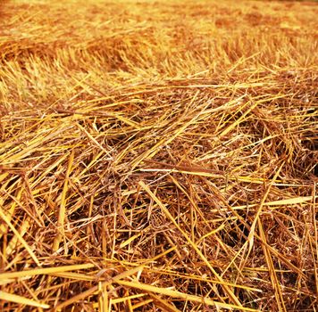 hay straw stack texture on field, agriculture background