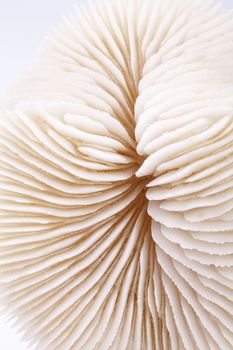 seashell of Fungia  on white background, close up.