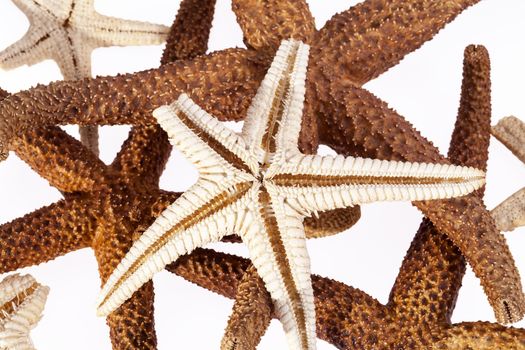 some sea stars on white background.