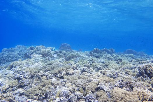 coral reef in tropical sea on a background of blue water, underwater.