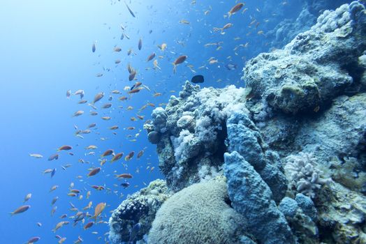  coral reef with shoal of fishes scalefin anthias in tropical sea at great depths