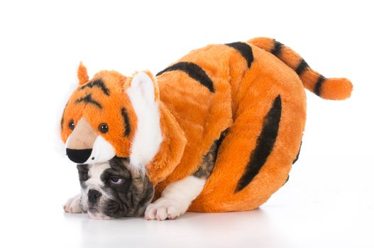 bulldog puppy wearing tiger costume on white background