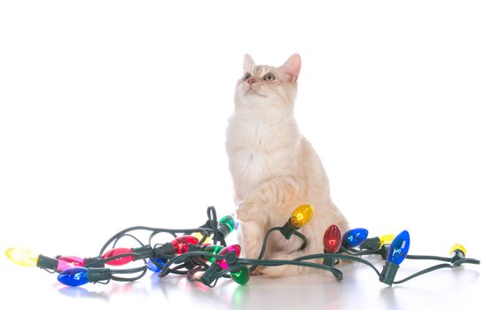 christmas kitten tangled in lights on white background