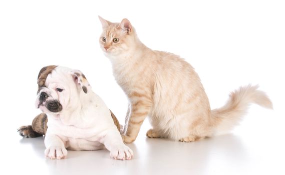 dog and cat isolated on white background