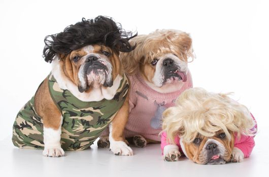 bulldog family wearing wigs and clothing on white background