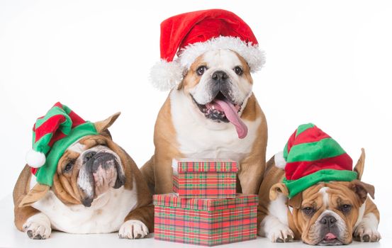 three bulldogs wearing santa and elf costumes on white background